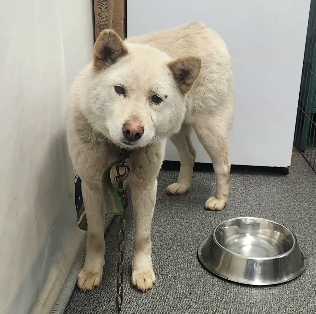 믹스견 보호중 사진