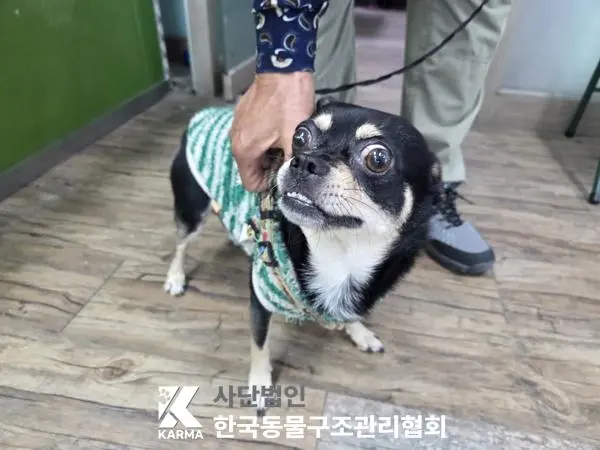 치와와 보호중 사진