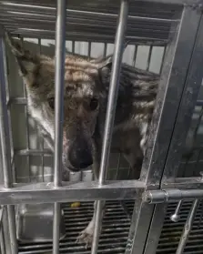 믹스견 보호중 사진