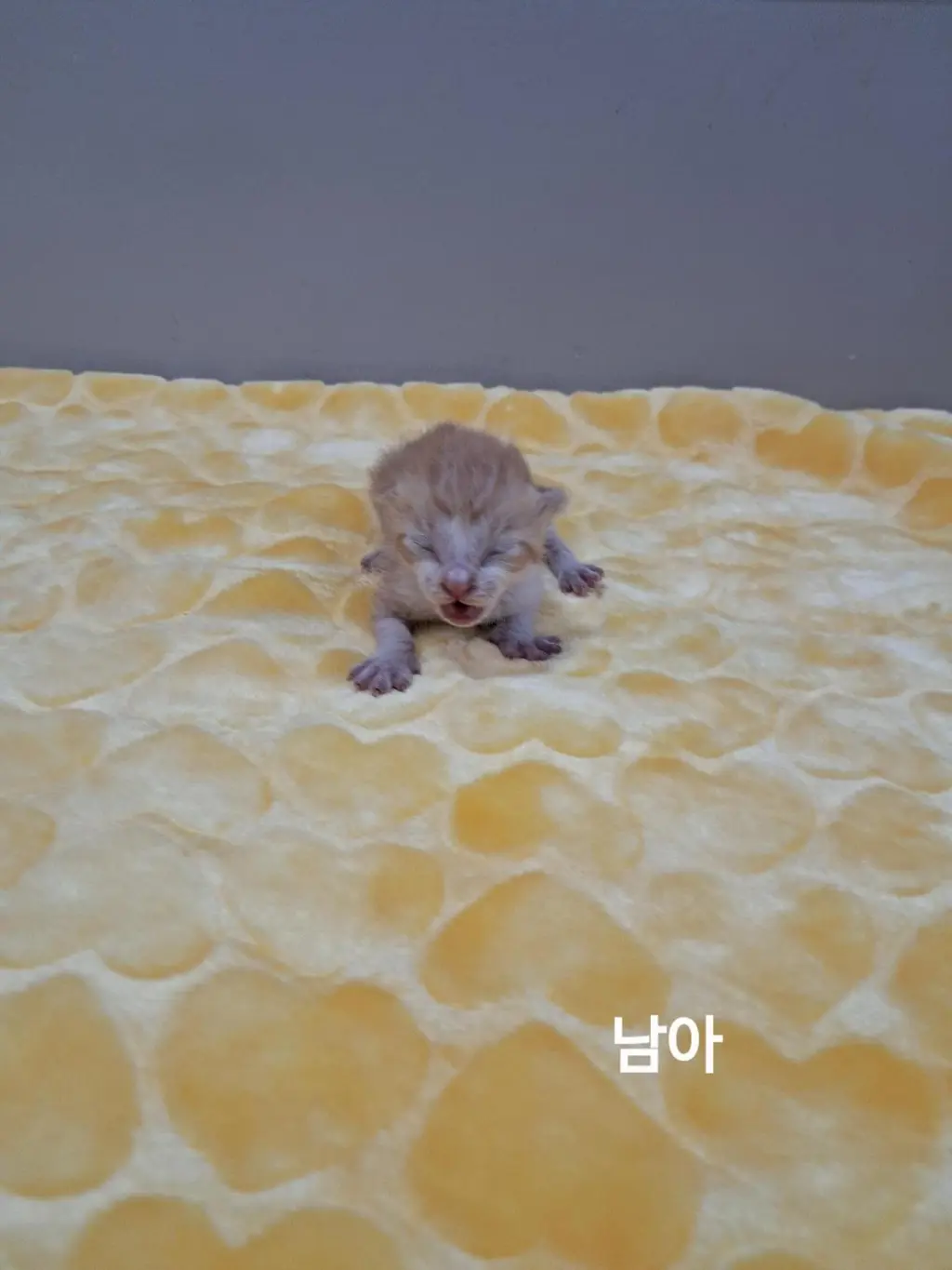 한국 고양이 보호중 사진