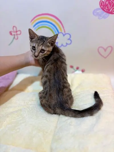 믹스묘 보호중 사진