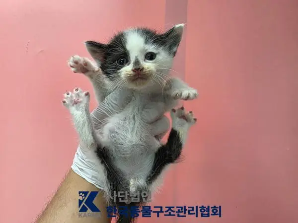 한국 고양이 보호중 사진