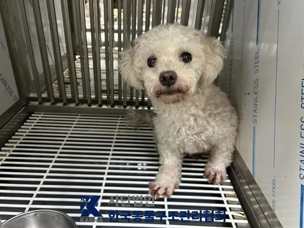 푸들 보호중 사진