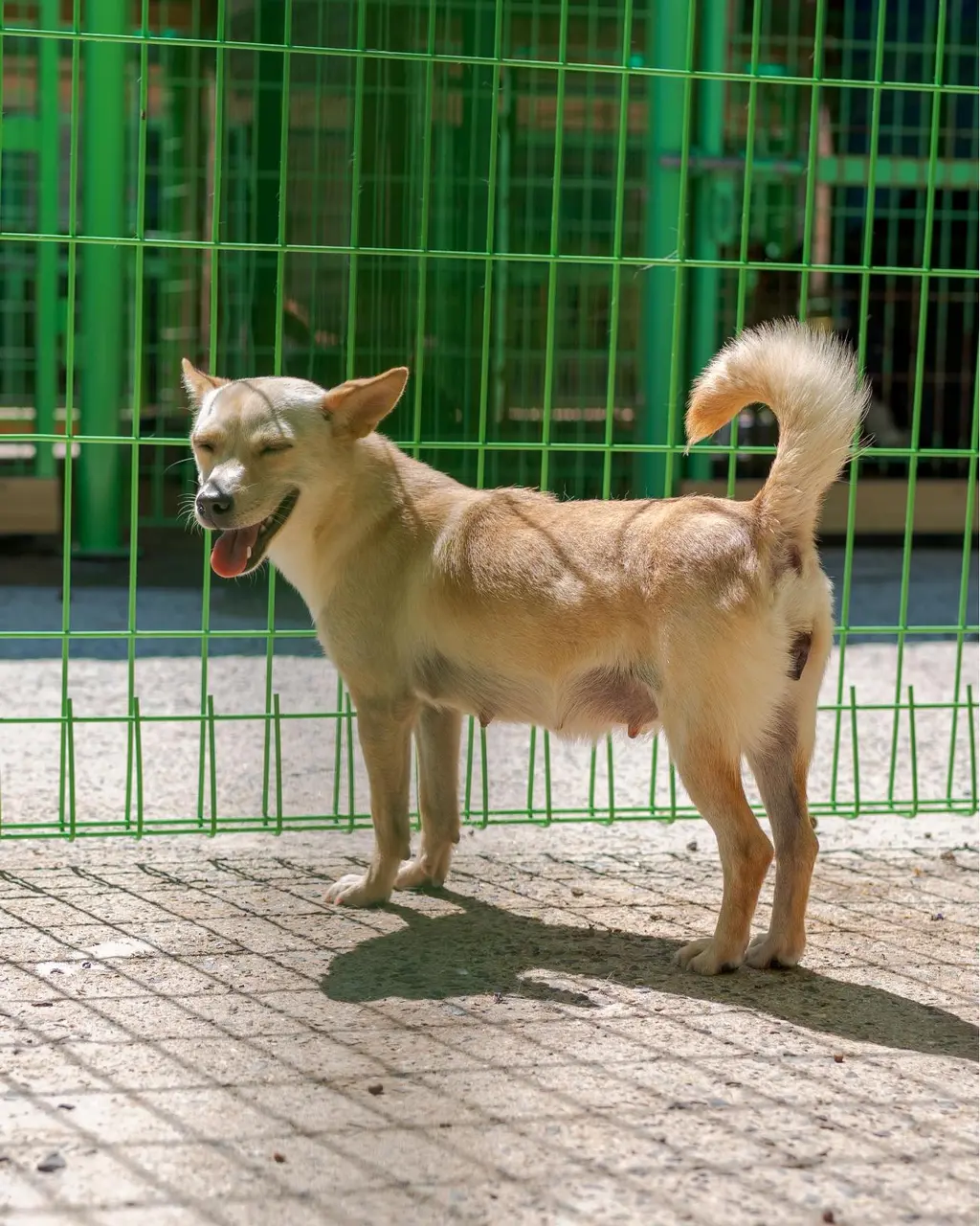 믹스견 보호중 사진