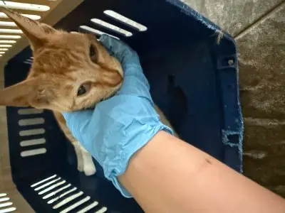 믹스묘 보호중 사진
