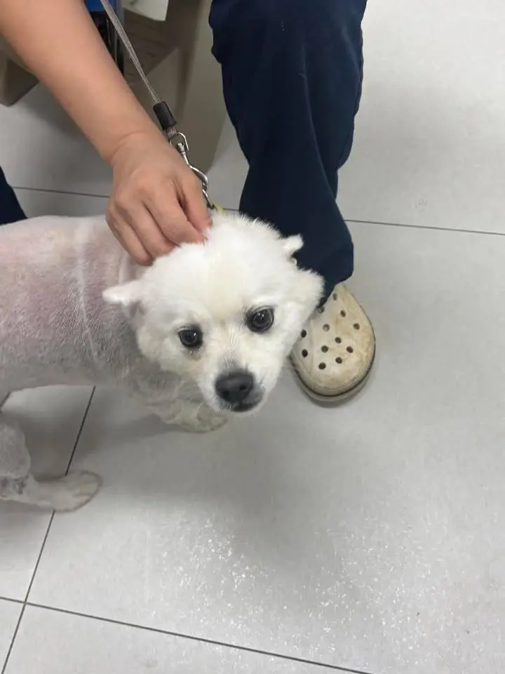 스피츠 보호중 사진