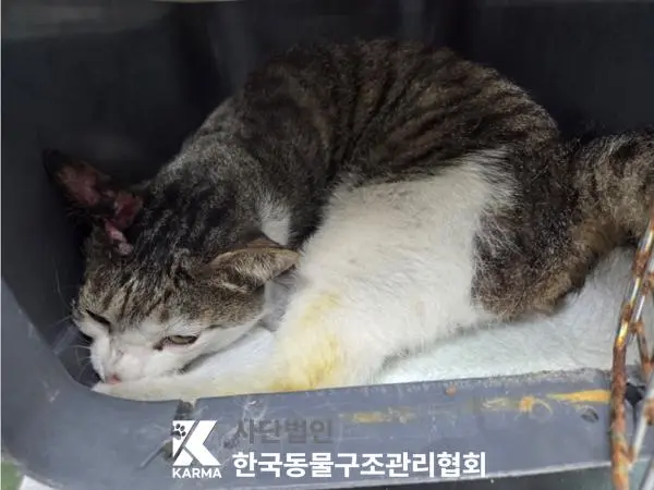 한국 고양이 보호중 사진