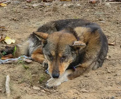 믹스견 보호중 사진