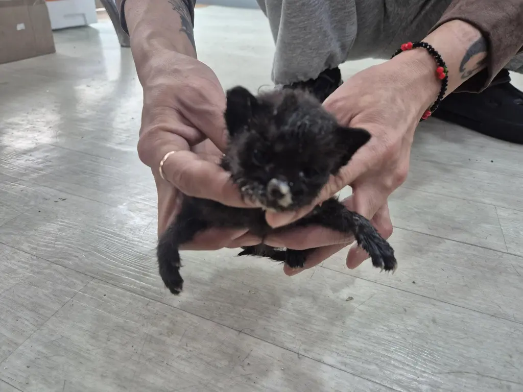 한국 고양이 보호중 사진