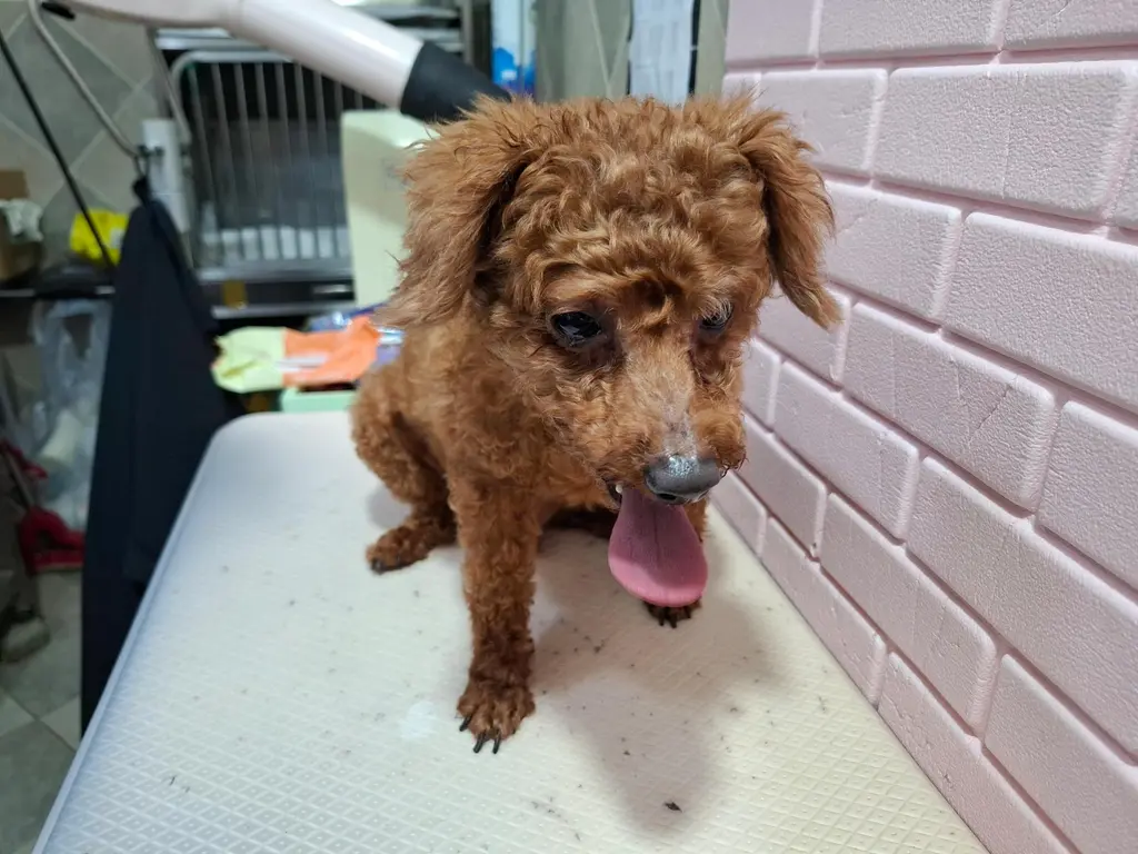 푸들 보호중 사진