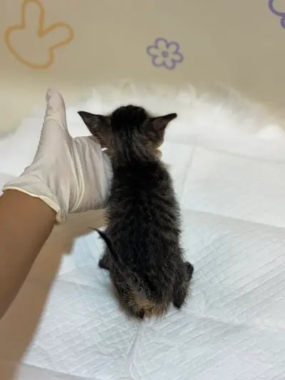 믹스묘 보호중 사진