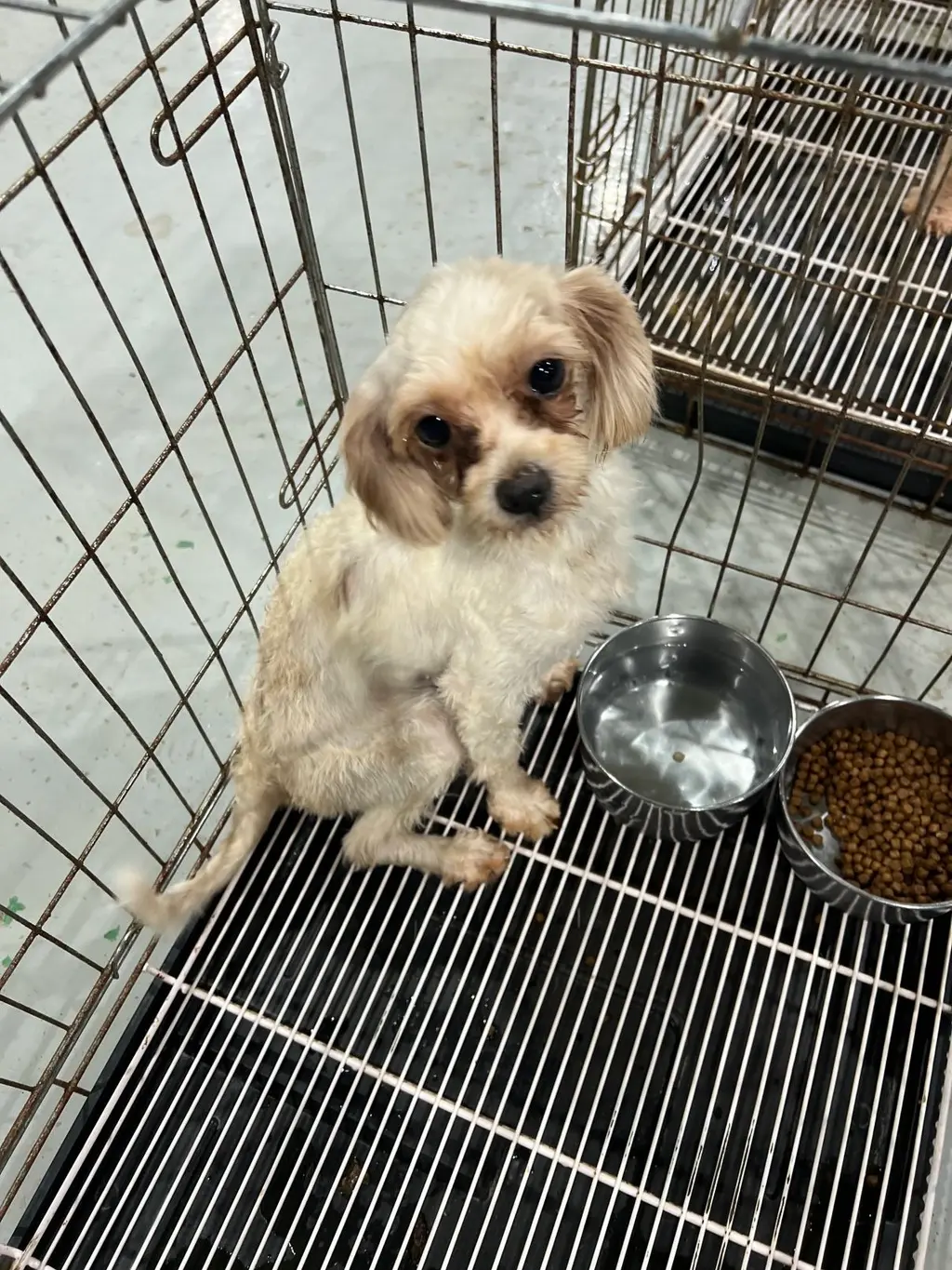 말티즈 보호중 사진
