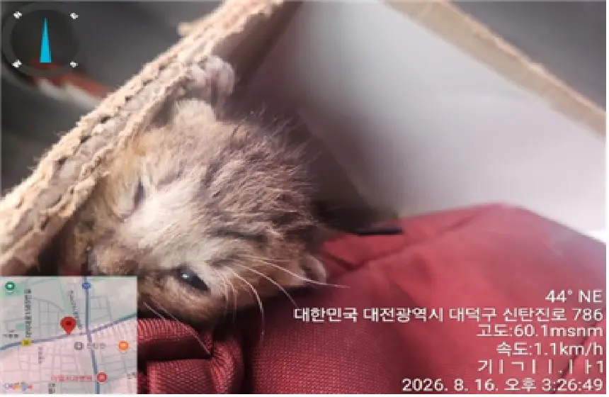 한국 고양이 보호중 사진