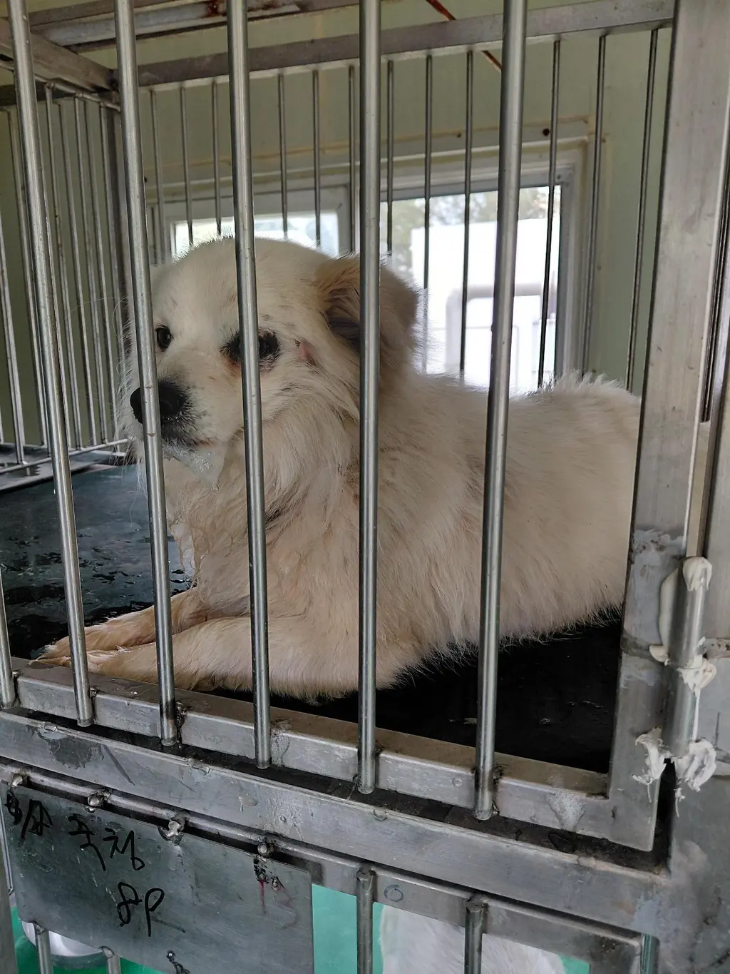 믹스견 보호중 사진