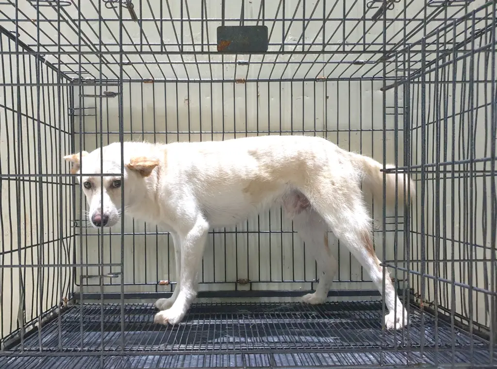 믹스견 보호중 사진