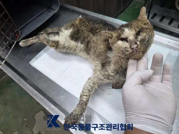 한국 고양이 보호중 사진