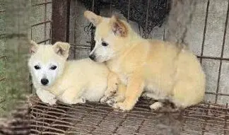 믹스견 보호중 사진