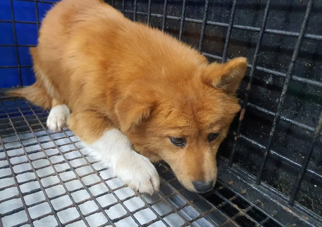 믹스견 보호중 사진