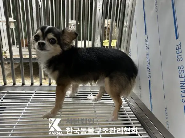 치와와 보호중 사진