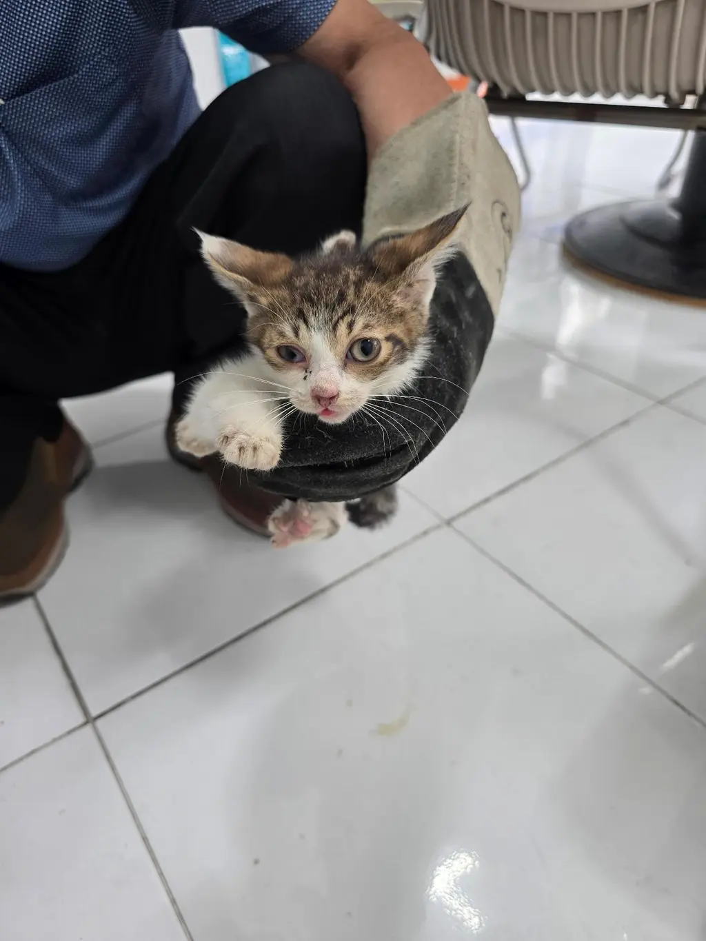 한국 고양이 보호중 사진