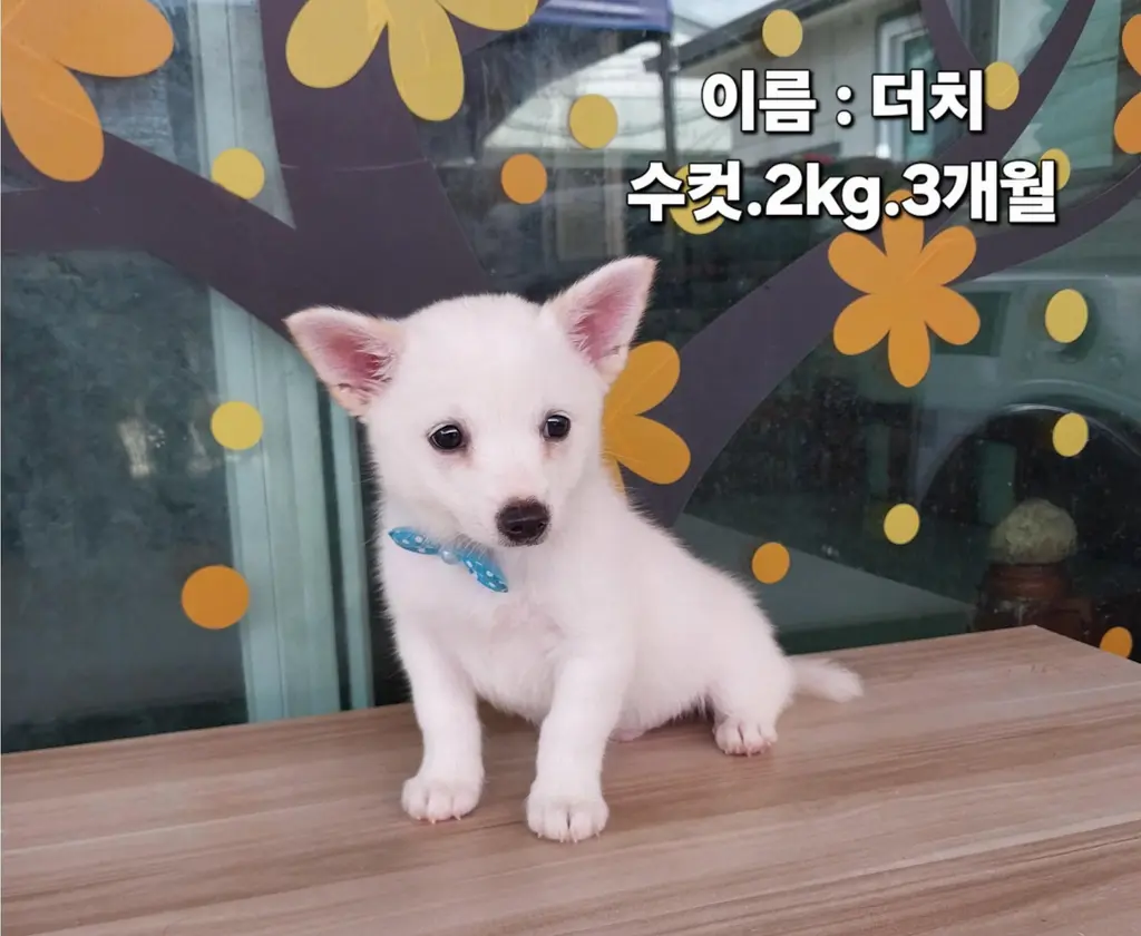기타 보호중 사진