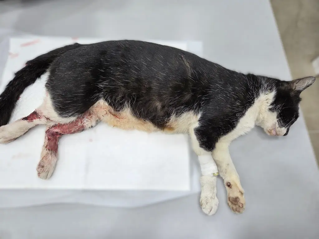 한국 고양이 보호중 사진