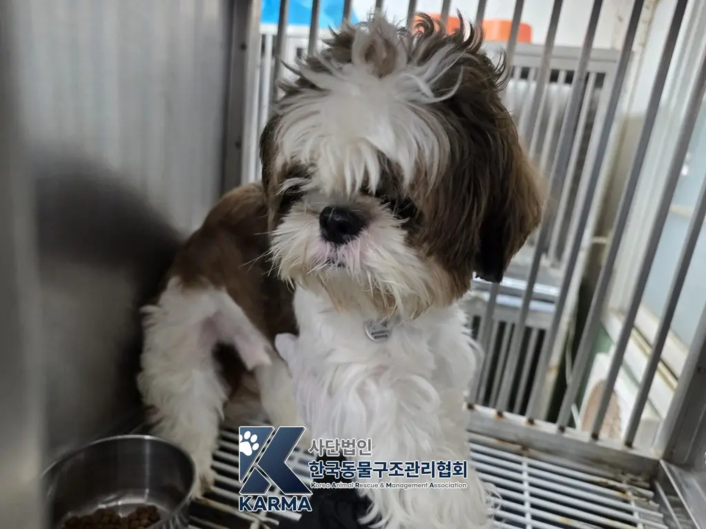 시츄 보호중 사진
