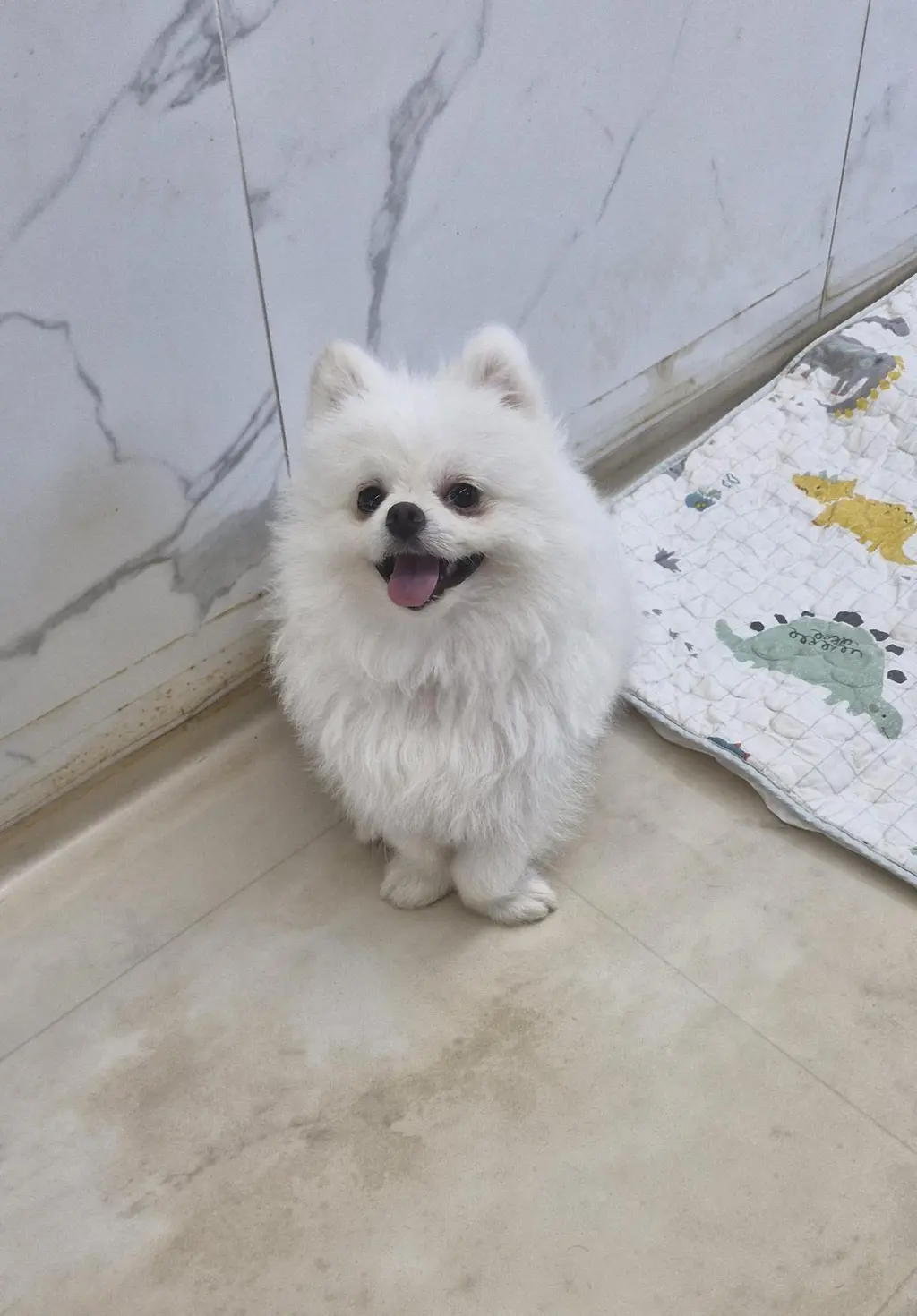 포메라니안 보호중 사진