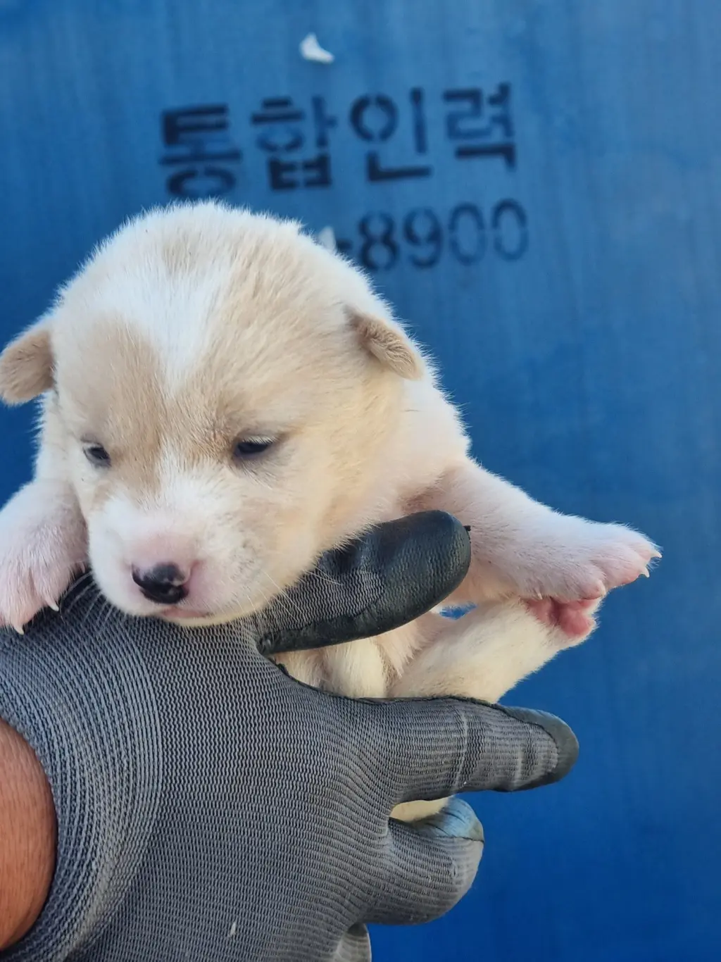 믹스견 보호중 사진