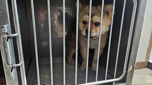 믹스견 보호중 사진
