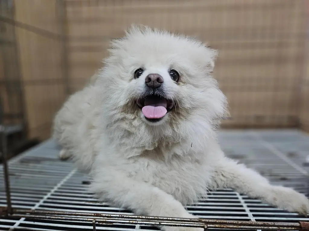 포메라니안 보호중 사진
