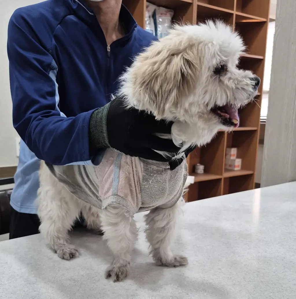 믹스견 보호중 사진