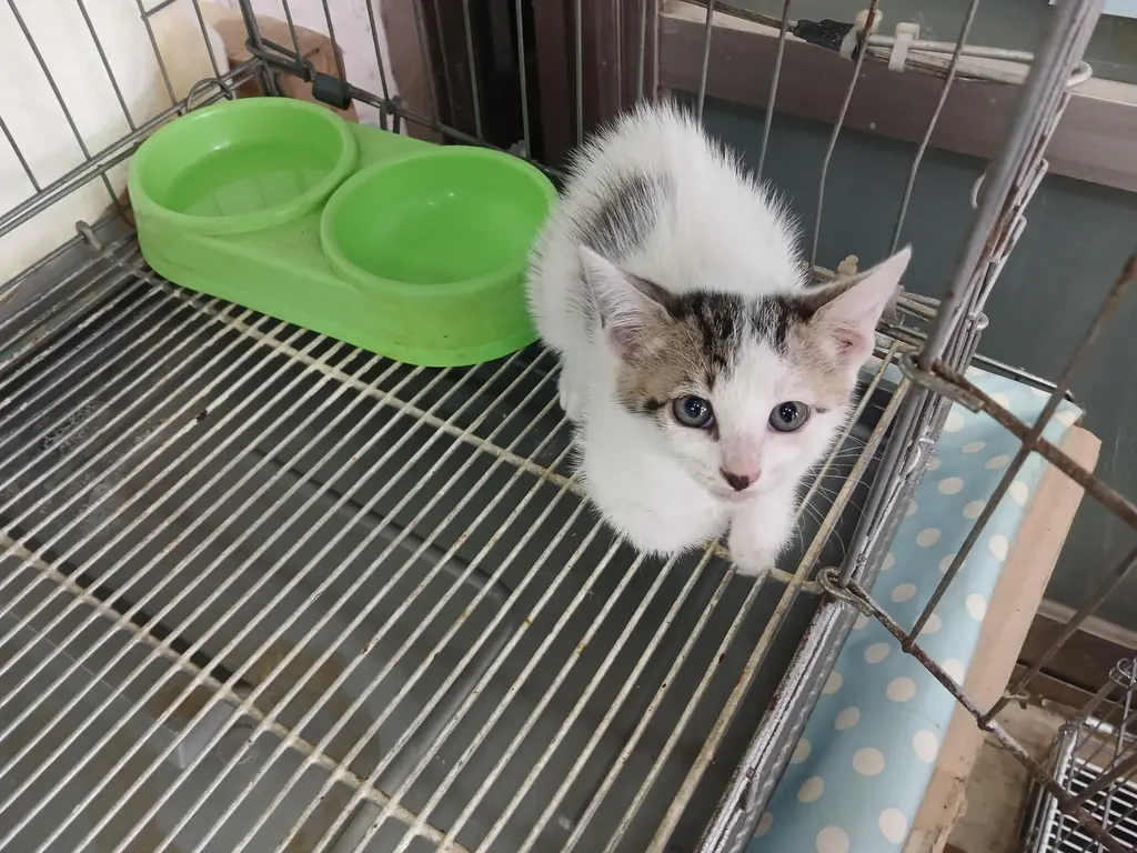 한국 고양이 보호중 사진