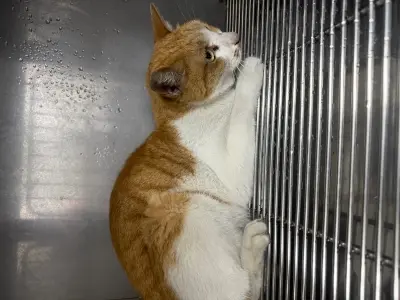 믹스묘 보호중 사진