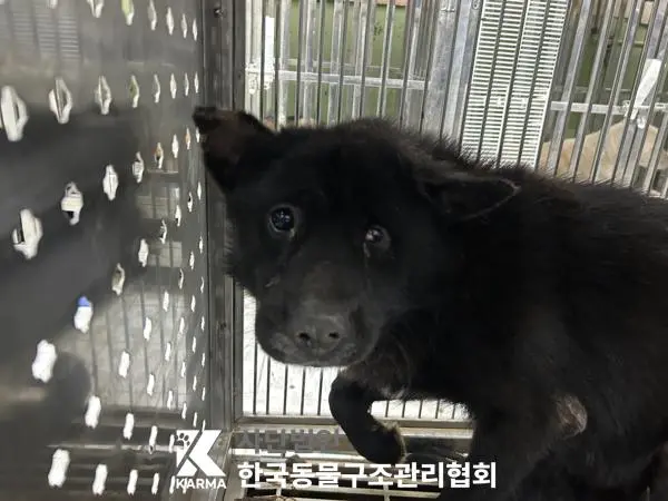 믹스견 보호중 사진