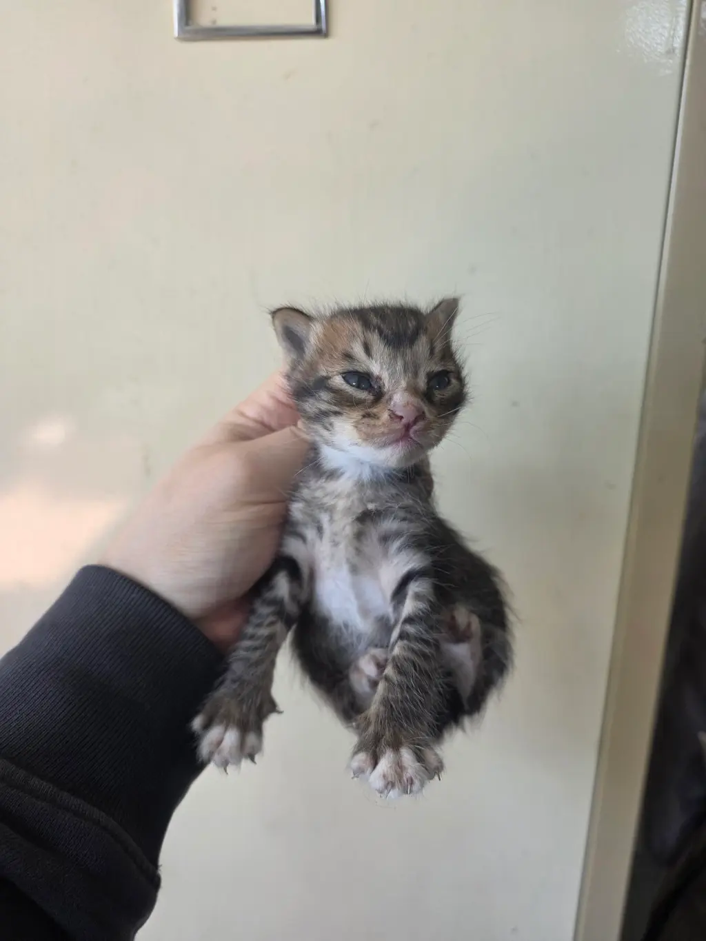 한국 고양이 보호중 사진