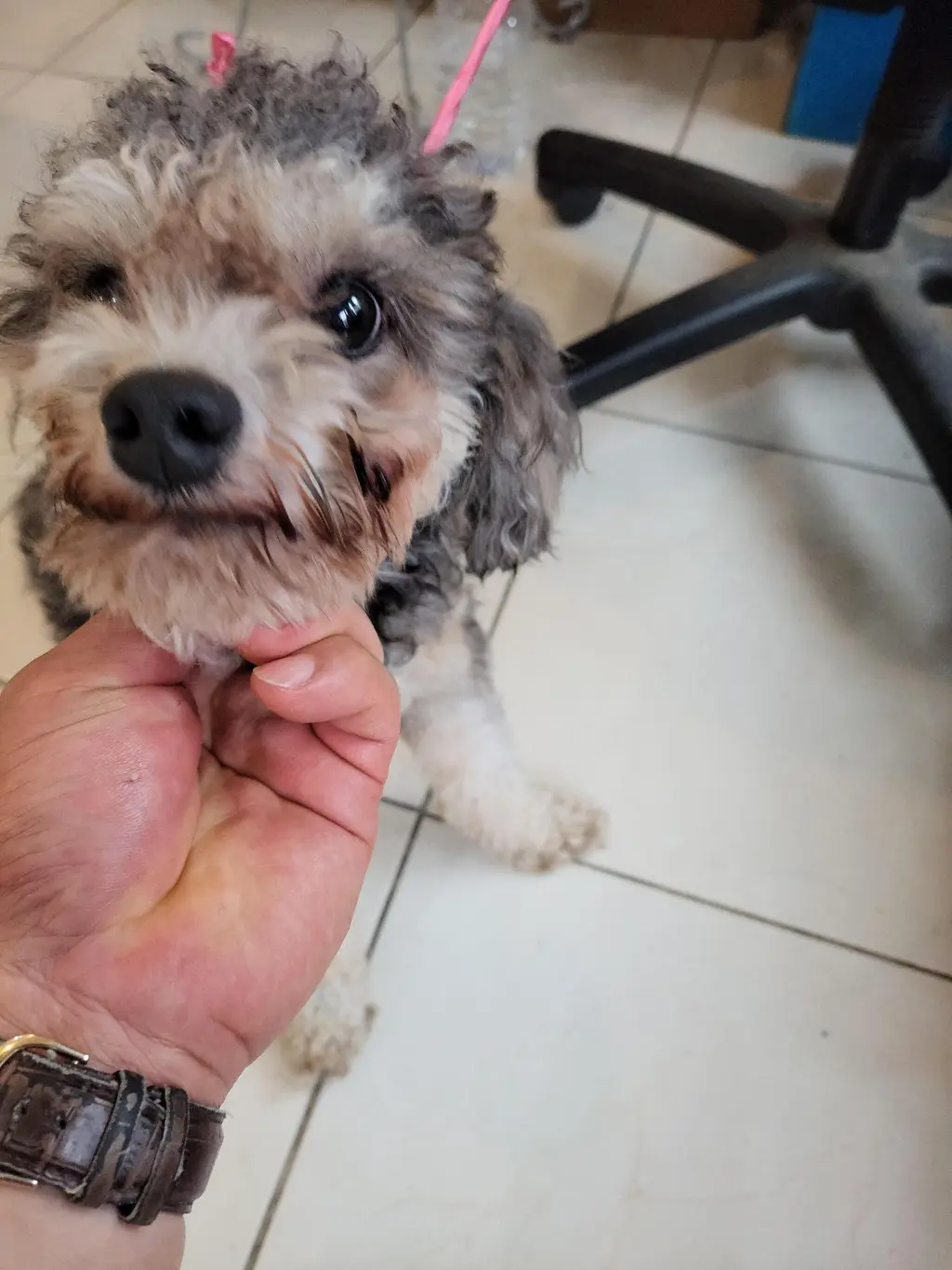 푸들 보호중 사진