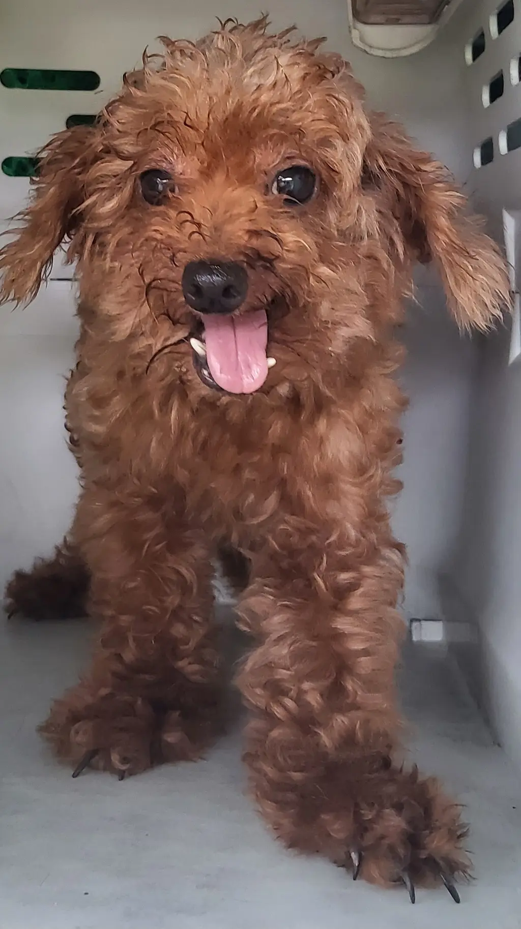 푸들 보호중 사진