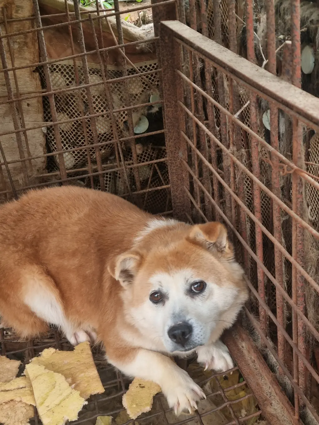 믹스견 보호중 사진