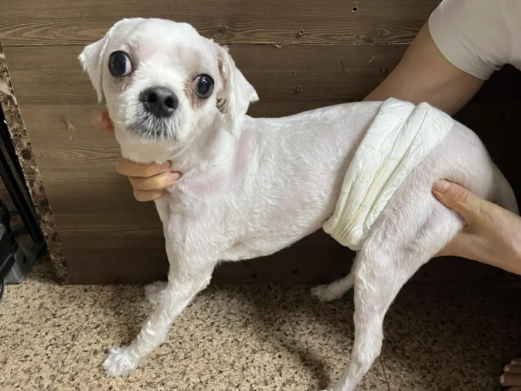 말티즈 보호중 사진