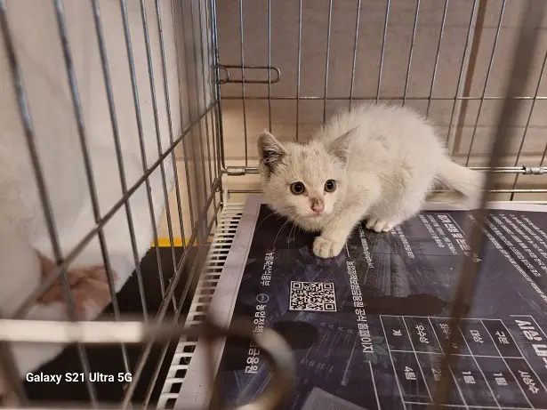 한국 고양이 보호중 사진
