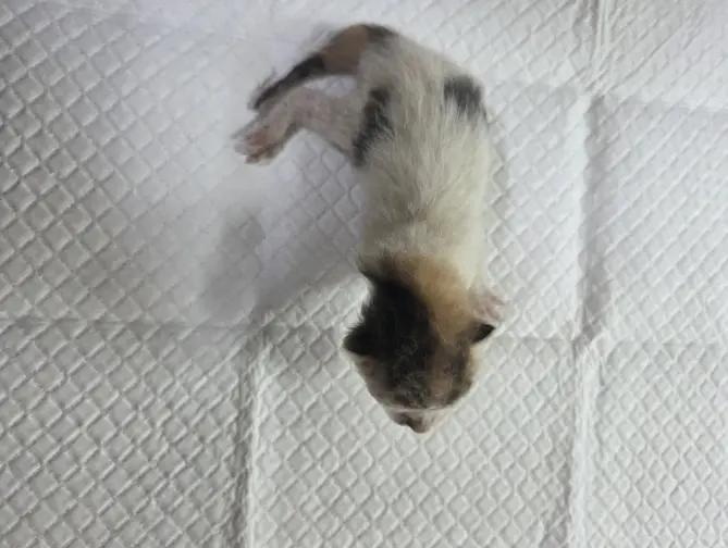한국 고양이 보호중 사진