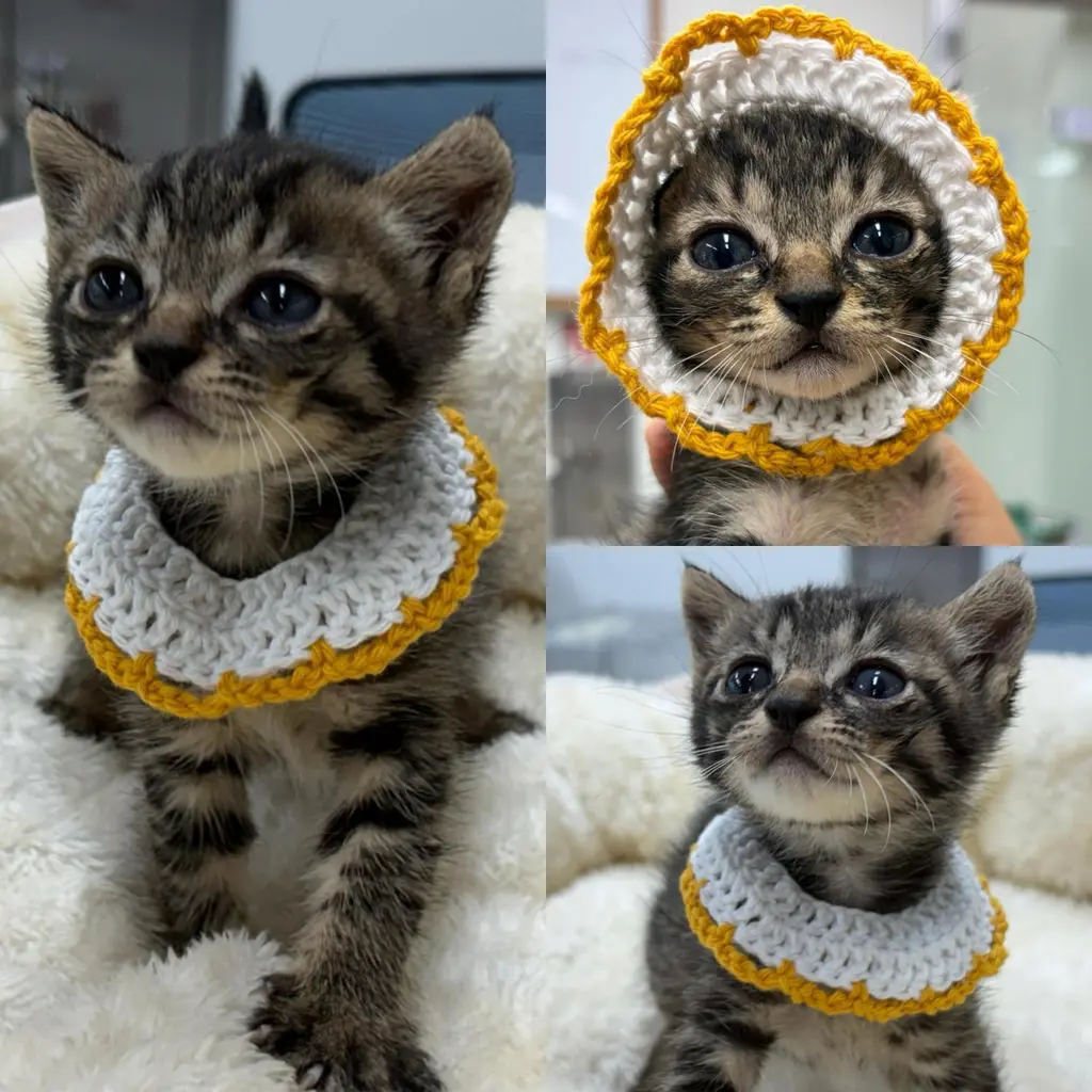 한국 고양이 보호중 사진