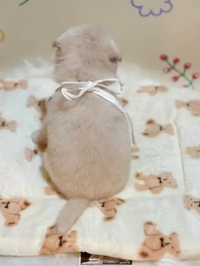 믹스견 보호중 사진