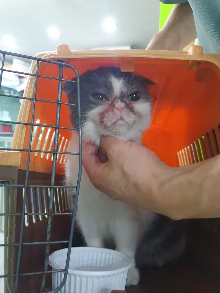 스코티시폴드 보호중 사진