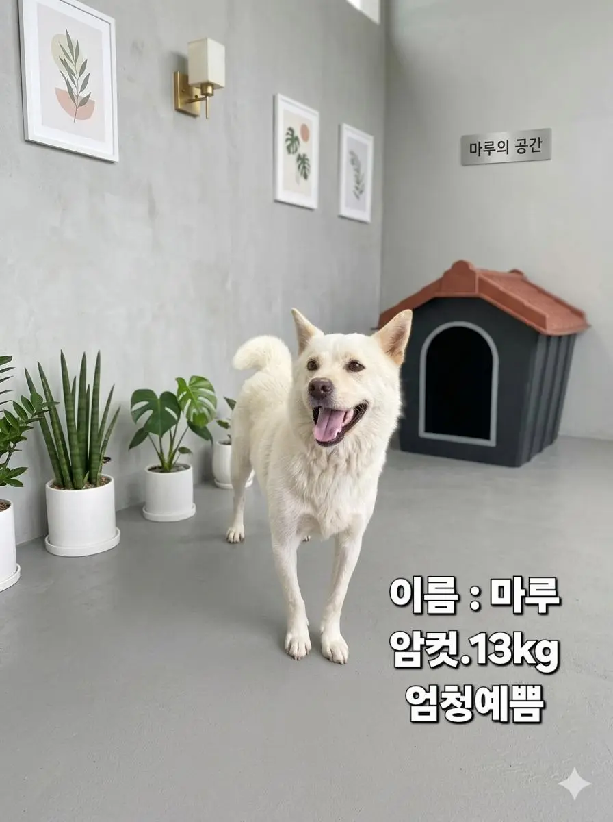 진도견 보호중 사진