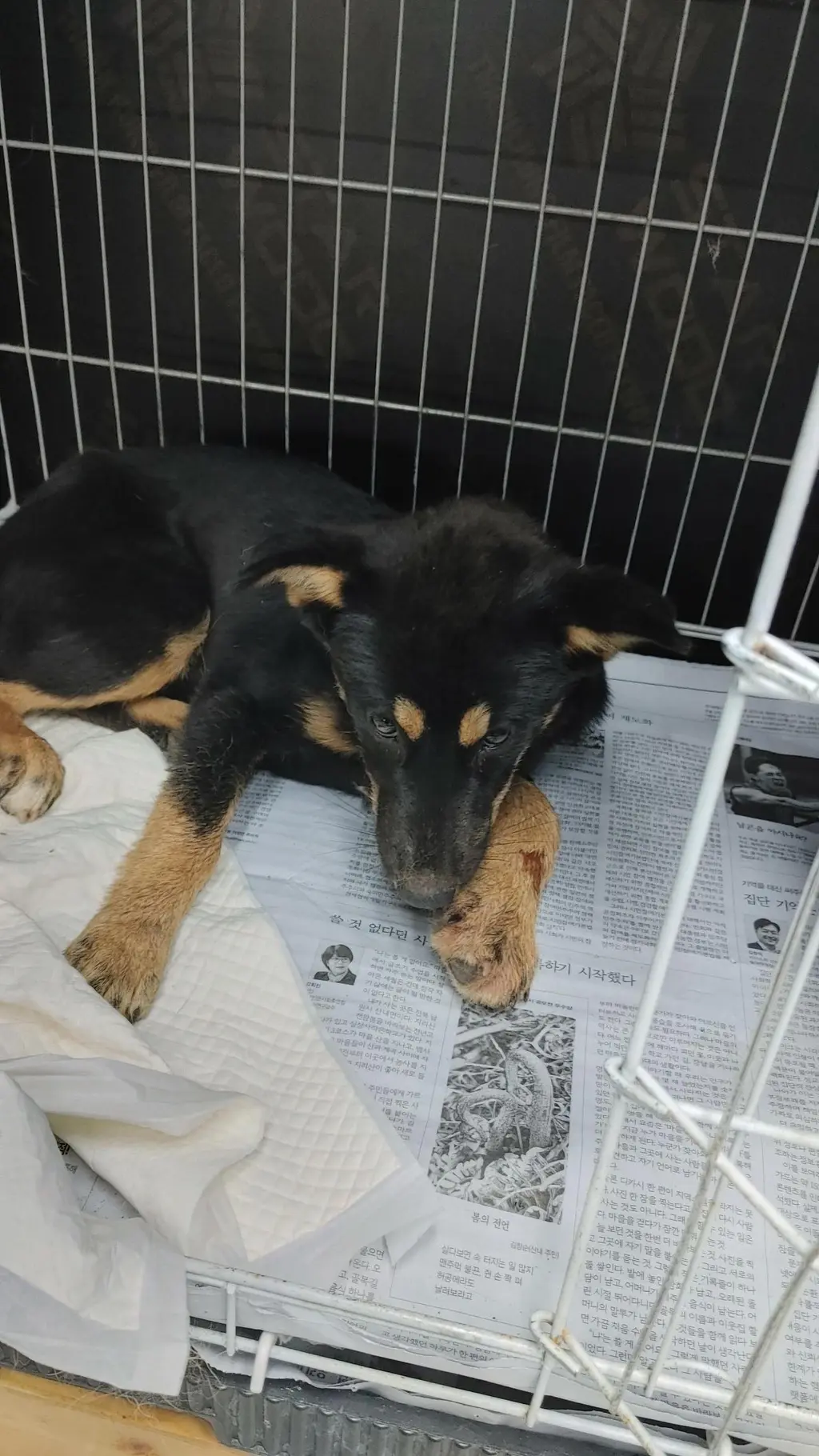 믹스견 보호중 사진