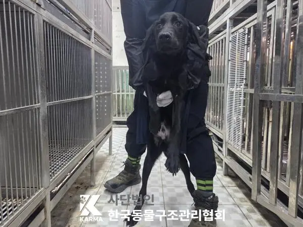 라브라도 리트리버 보호중 사진