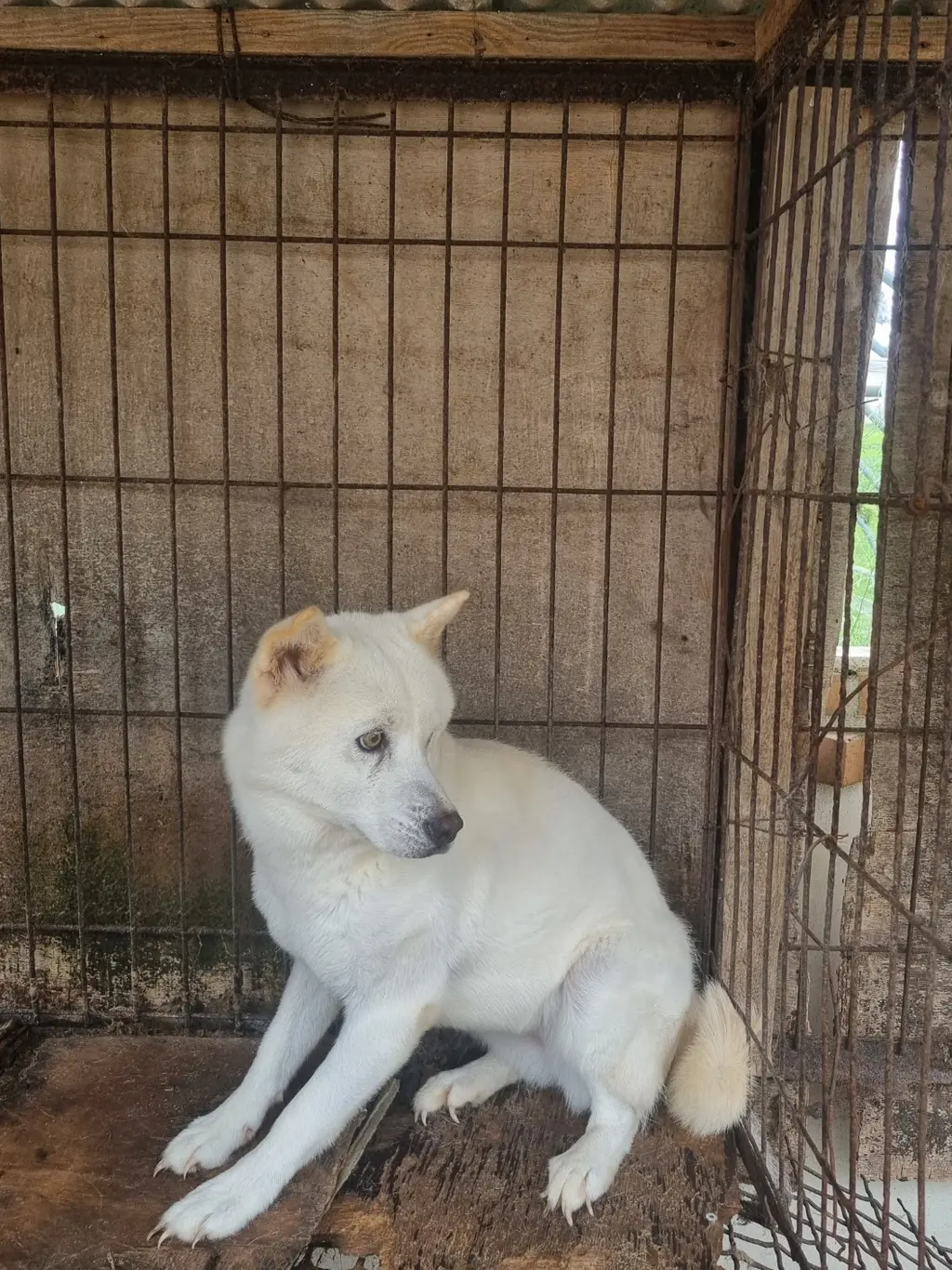 믹스견 보호중 사진