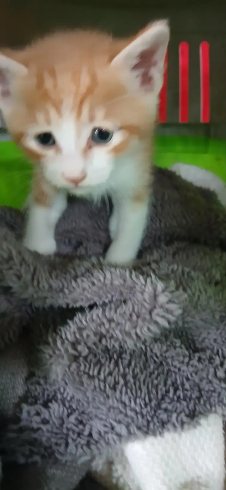 한국 고양이 보호중 사진